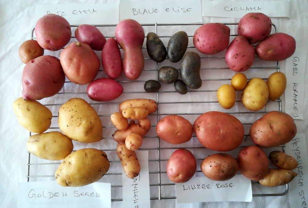Kartoffelvielfalt im Küchencheck