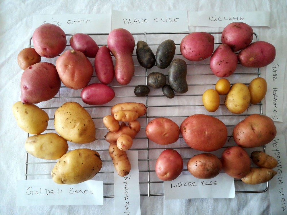 Kartoffelvielfalt im Küchencheck