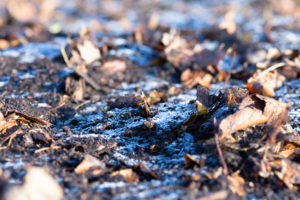 Wintergärtnern im Sonnwendgarten