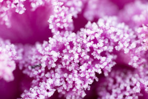 Wintergärtnern im Sonnwendgarten