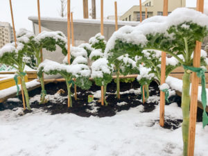 Wintergärtnern im Sonnwendgarten