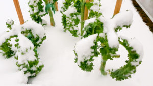 Wintergärtnern im Sonnwendgarten