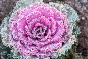 Wintergärtnern imSonnwendgarten