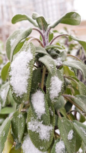 Wintergärtnern im Sonnwendgarten