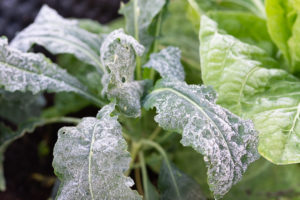 Wintergärtnern im Sonnwendgarten