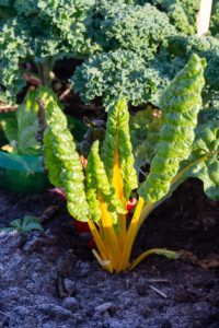 Wintergärtnern im Sonnwendgarten