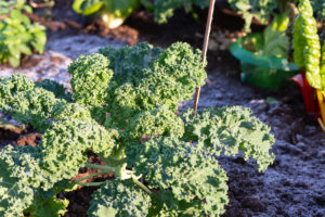 Wintergärtnern im Sonnwendgarten