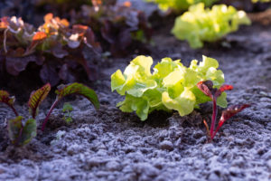 Wintergärtnern im Sonnwendgarten