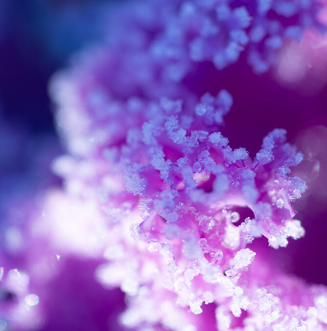 Wintergärtnern im Sonnwendgarten