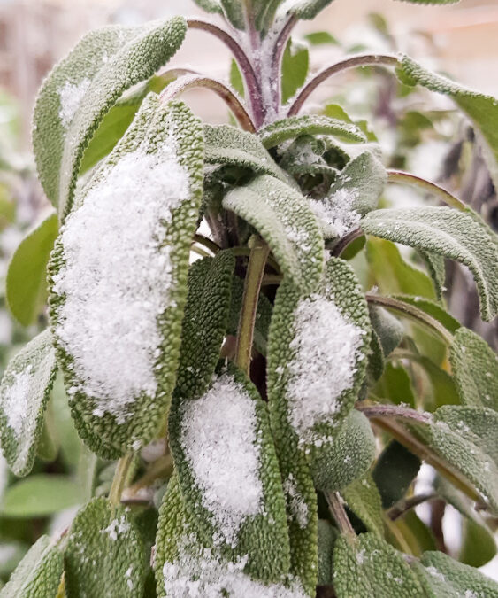 Wintergärtnern im Sonnwendgarten